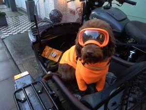 dog wearing goggles on motorcycle