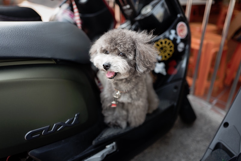The 5+ BEST Motorcycle Dog Carriers (Reviews) in 2023