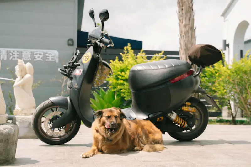dog new scooter